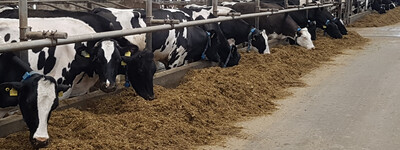 - © Henrike Jansen Milchviehstall