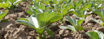 - © Markus Mücke Ackerbohnenbestand in der frühen Jugendentwicklung