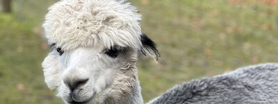 - © Alisha Trilling Alpakas