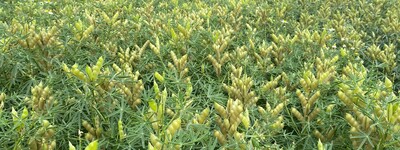 - © Wiebke Schlich Blaue Lupine