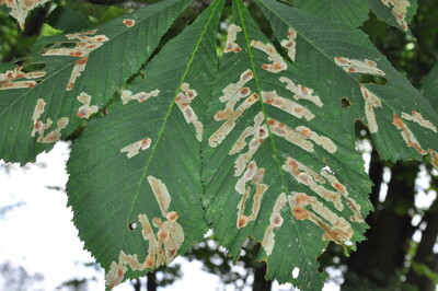 Kastanienminiermotte - © Dr. Thomas Brand Rosskastanien-Miniermotte