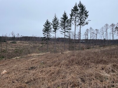Im Trinkwasserschutzgebiet Glanebachtal bei Wittlage im Kreis Osnabrück sind in den zurückliegenden Jahren durch Stürme, Dürre und Schädlingsbefall weitläufige Kahlschlagflächen entstanden. Diese gilt es nun wieder aufzuforsten.