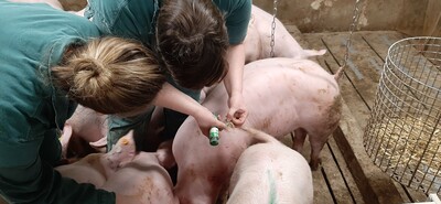 Bonitur der Schweine im KoVeSc Projekt