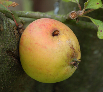 Einbohrloch am Apfel