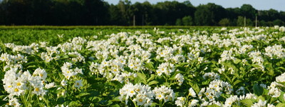- © Gerald Burgdorf Blühender Kartoffelbestand