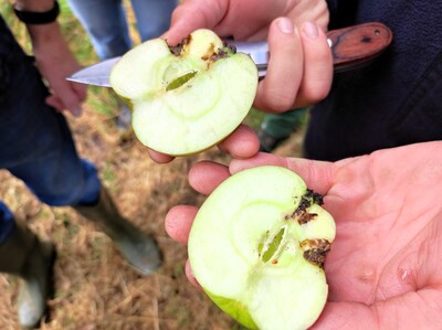 Spuren des Apfelwicklers - © Nadja Krause Apfelwickler Schaden
