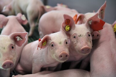 Erstmals hat die Landwirtschaftskammer Ferkel in die neue DigiSchwein-Ferkelaufzucht eingestallt.