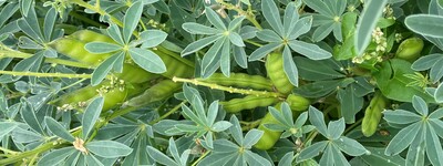 - © Wiebke Schlich Weiße Lupine