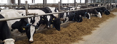 - © Henrike Jansen Milchviehstall