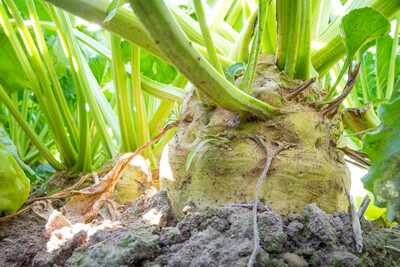 Auf rund 100.000 Hektar werden dieses Jahr in Niedersachsen Zuckerrüben angebaut. - © Wolfgang Ehrecke Reifende Zuckerrüben auf dem Gelände des 23. Niedersächsischen Zuckerrübentags am 09.09.2021 in Dungelbeck (Peine).