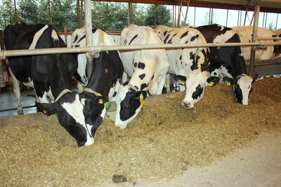 Holstein-Kühe aus der Zucht Decker