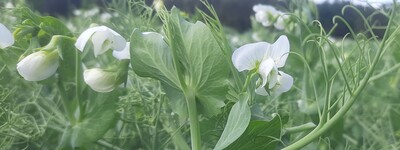 - © Mareike Beiküfner Erbse in Blüte