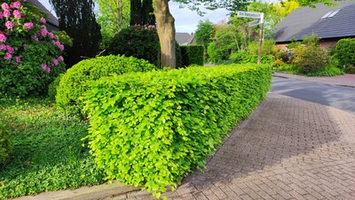 Buchenhecke mit frischem Austrieb - © Nadja Krause Buchenhecke mit frischem Austrieb