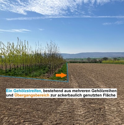 Gehölzfläche eines Agroforststreifens kann auch einen Saumbereich um die Bäume herum mit einschließen. Dieser darf nicht beackert werden. - © Vinzenz Spengler Agroforst_Saumbereich