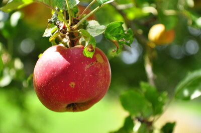 Apfel - © Anke Kreis Aktionen mit Grundschulkindern zum Obst