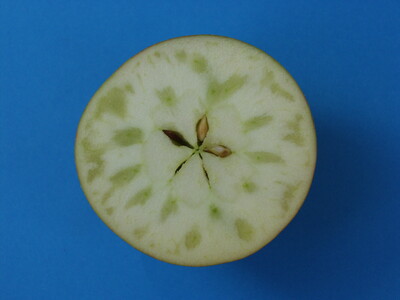 Abbildung 3: Starke Glasigkeit - Ausfall. - © Melanie Seehausen Abbildung 3: Starke Glasigkeit - Ausfall.