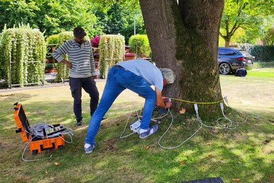 Baumuntersuchung mittels Schalltomographie an einem Tulpenbaum