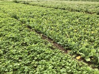 Zwischenfruchtversuch Koldingen am 11.11.2025 