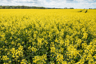 Rapsbl&uuml;te Mai 2018