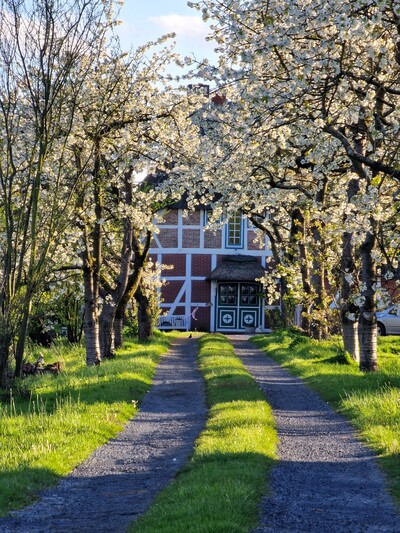 Obstbl&uuml;te im Alten Land