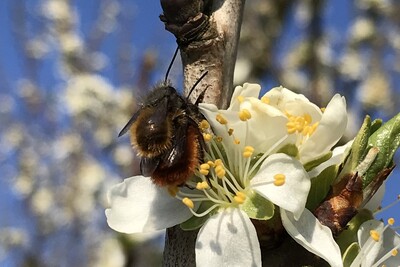 Obstbl&uuml;te im Alten Land