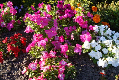 Sommerblumenbeet