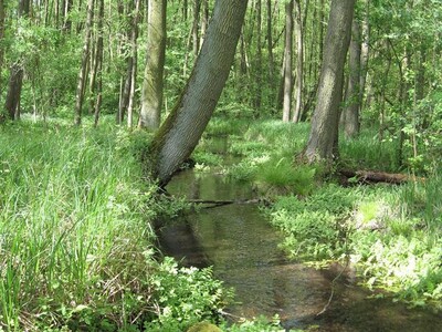 Bett im Wald - © Rainer Behrens Bett im Wald