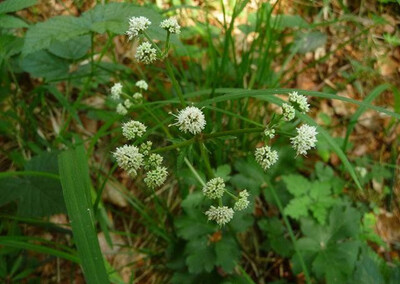 Sanikelkraut ist in der Region um Wittekindsburg eine botanische Seltenheit - © Christiane Rehkamp Sanikelkraut ist in der Region um Wittekindsburg eine botanische Seltenheit