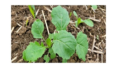 Wachstumsregler Raps