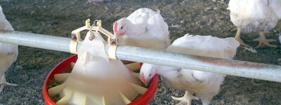 - © Jule Schättler Masthühner an der Futterschale