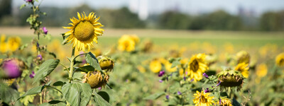 - © Wolfgang Ehrecke Sonnenblumenfeld mit blühenden gelben Sonnenblumen und einem unscharfen Windrad im Hintergrund.
