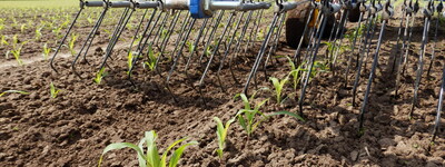 - © Markus Mücke Einsatz des Zinkenstriegels im Mais