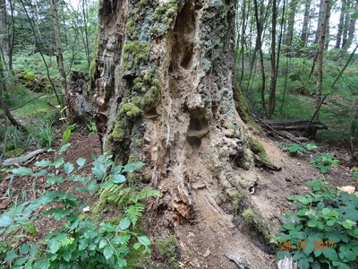 Altholz - © Lilly Kicker Altholz