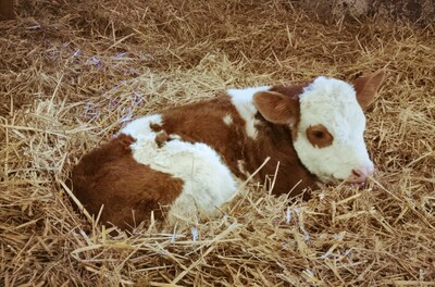 Kalb - © Alexandra Menn Kalb