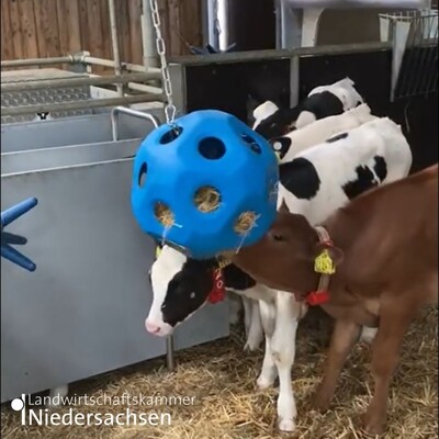 Heuball im Kälberstall LBZ Echem - © Luise Köpke /media/media/6B5C9C0F-E699-BCAB-8A5B47BC54DB0AEC.jpg