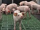 Erstmals hat die Landwirtschaftskammer Ferkel in die neue DigiSchwein-Ferkelaufzucht eingestallt. - © Jantje Ziegeler Erstmals hat die Landwirtschaftskammer Ferkel in die neue DigiSchwein-Ferkelaufzucht eingestallt.