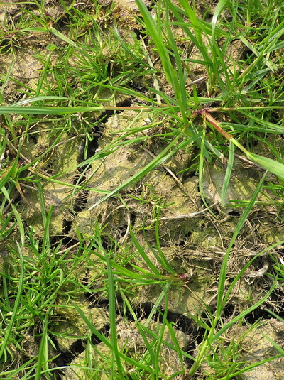 Trockenperioden wirken sich auf Etrag und Futterqualität aus - © Dr. Christine Kalzendorf Grünes Gras wächst zwischen trockenen, rissigen Erdklumpen.