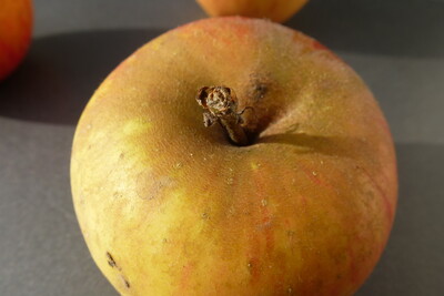 Apfel - © Ute Tangermann-Hirseland /media/media/C1C3657C-FA02-85BB-2D444E966A613413.JPG