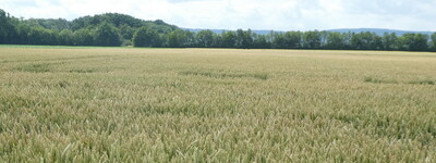- © Willi Thiel Die Vermehrung von Winterweizen wurde stark zurückgenommen und bewegt sich mit rund 7.200 ha in der vorvorjährigen Größenordnung