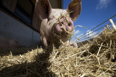 Sau in der Biohaltung - © Andreas Tamme / Tonwert21 Sau in der Biohaltung