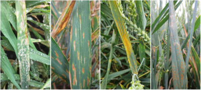 Typische Symptome (v. l. n .r) der Blattkrankheiten echter Mehltau, Septoria-Blattdürre, Gelbrost und Braunrost - © Dr. Hendrik Hanekamp Typische Symptome (V.l.n.r) der Blattk. Mehltau, Septoria tritici, Gelbrost und Braunrost