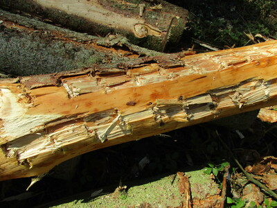 Die maschinelle Aufarbeitung durch einen Harvester hat Spuren hinterlassen.