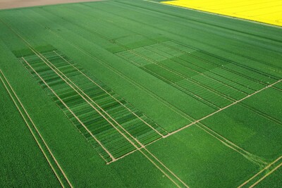 Versuchsfeld Groß Munzel 2023 - © Torben Windheim Versuchsfeld Groß Munzel 2023