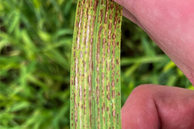 Manganmangel in Wintergerste infolge eines zu hohen pH-Werts auf Sandboden.
