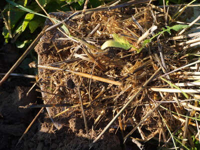 Spatenprobe in Drohnensaat mit Strohauflage und langer Stoppellänge