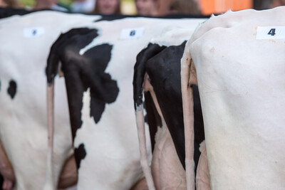Landesentscheid Tierbeurteilung Nortrup 22.06.2017