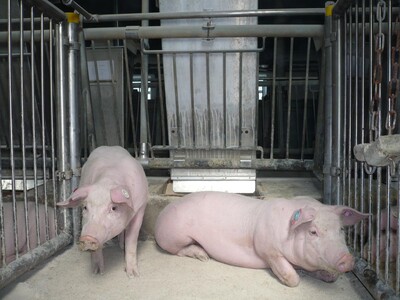 Prüfung 2er-Bucht - © W. Vogt - © Wolfgang Vogt Prüfung Einzelbucht