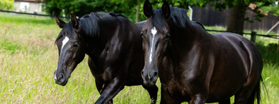 - © J. Fellner / EQuus-Foto.de Pferde auf Weide