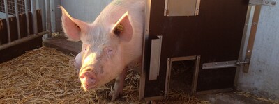 - © Anne Zetl Dreharbeiten im Schweinestall des LBZ Echem