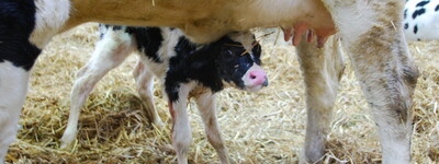 - © Ina Kaufhold Ausbildung Herdenmanager Echem